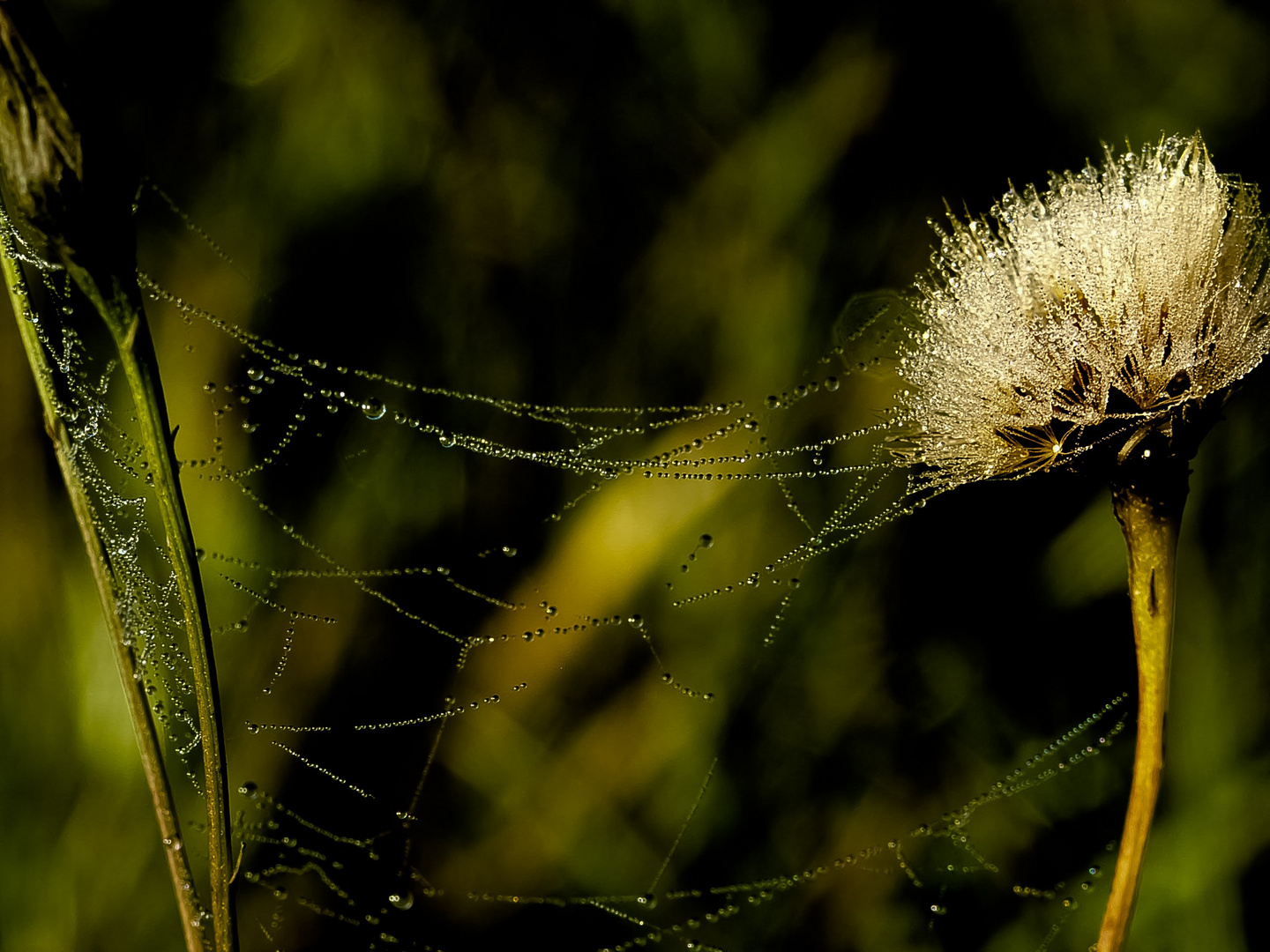 Natur wasser perlen ketten wiesen puste blumen zauber