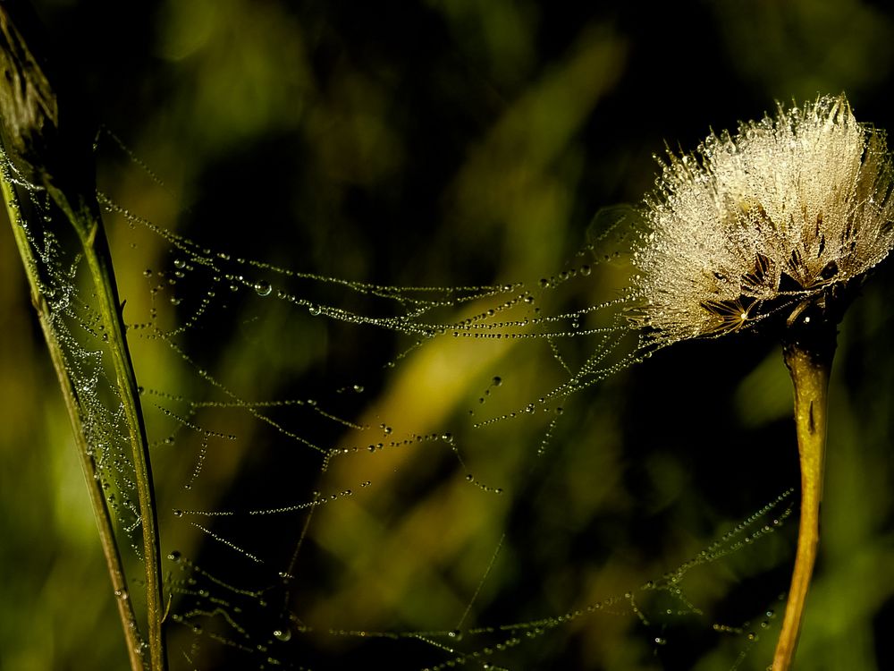 Natur wasser perlen ketten wiesen puste blumen zauber