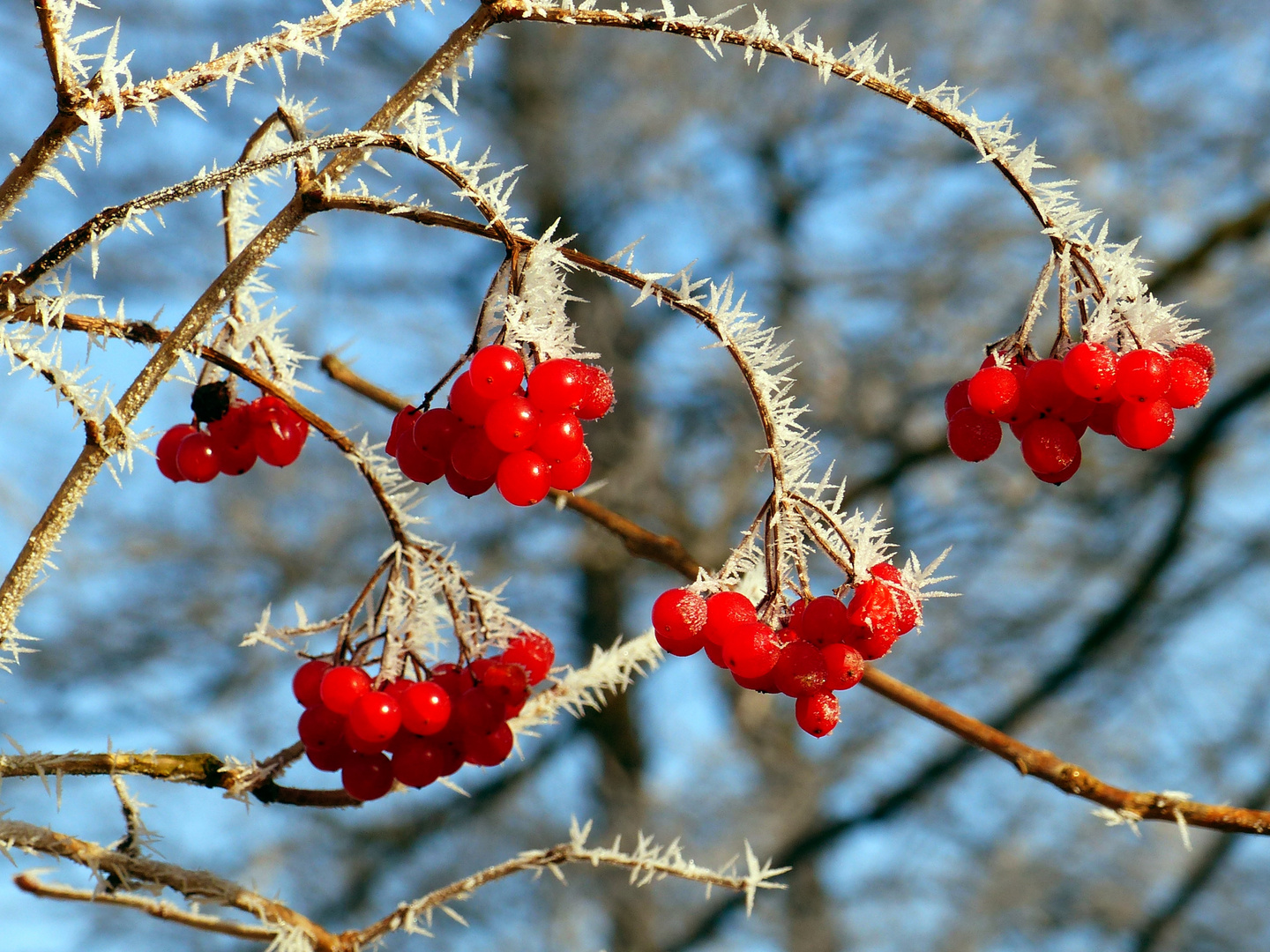 Natur-Weihnachtsschmuck 