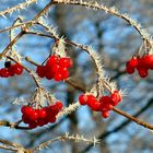 Natur-Weihnachtsschmuck 