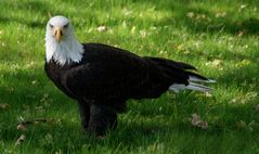 Natur - Weißkopfseeadler