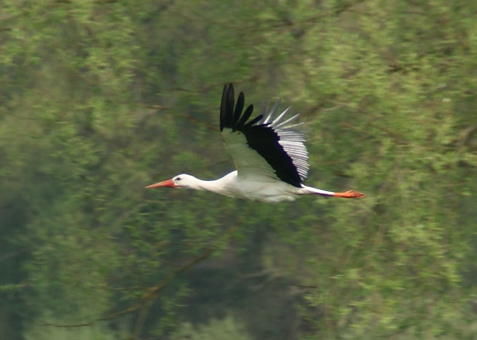 Natur - Weißstorch auf dem Weg zum Nest