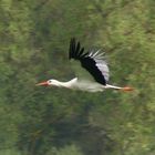 Natur - Weißstorch auf dem Weg zum Nest