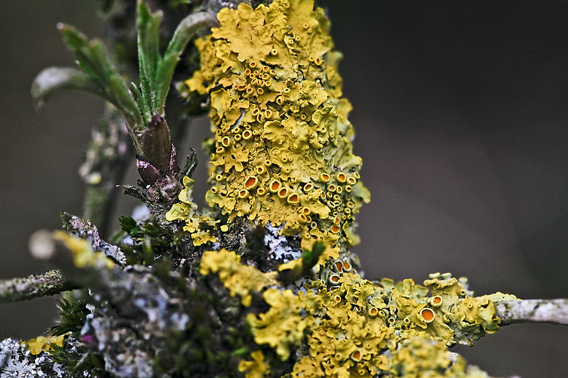 Natur wider die Natur