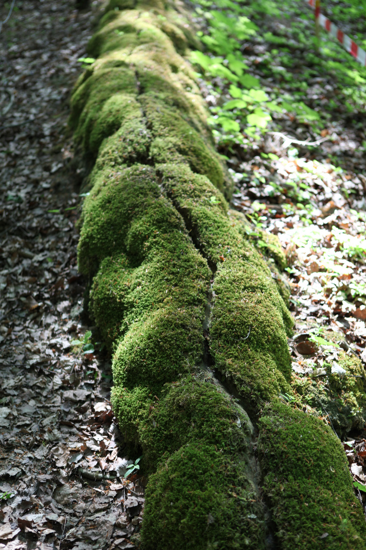 Natur ! Wie machst du das ?