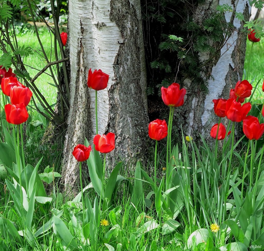 Natur, wie sie mir gefällt....