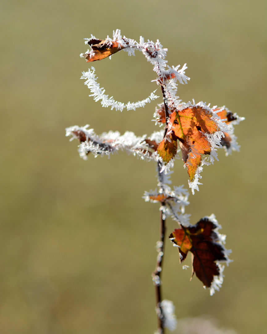 Natur.-ZAUBER 