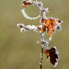 Natur.-ZAUBER 