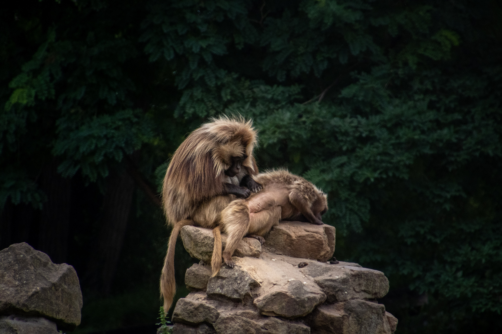 Natur Zoo Rheine