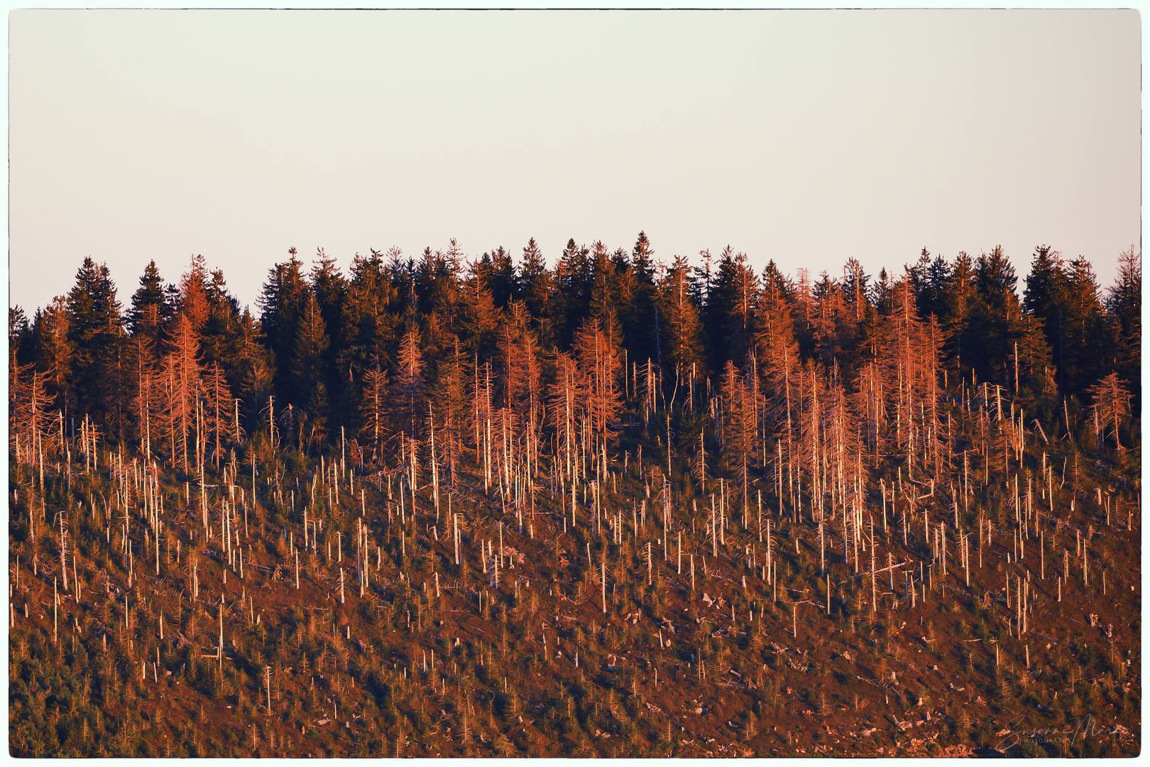 Natur zulassen