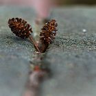 Natur zwischen Stein