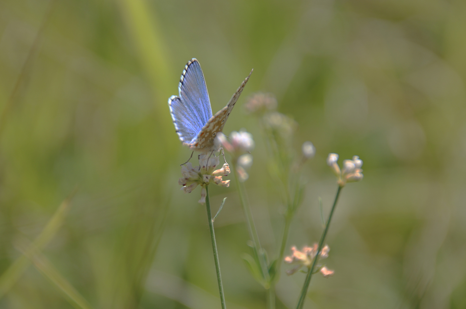 Natura