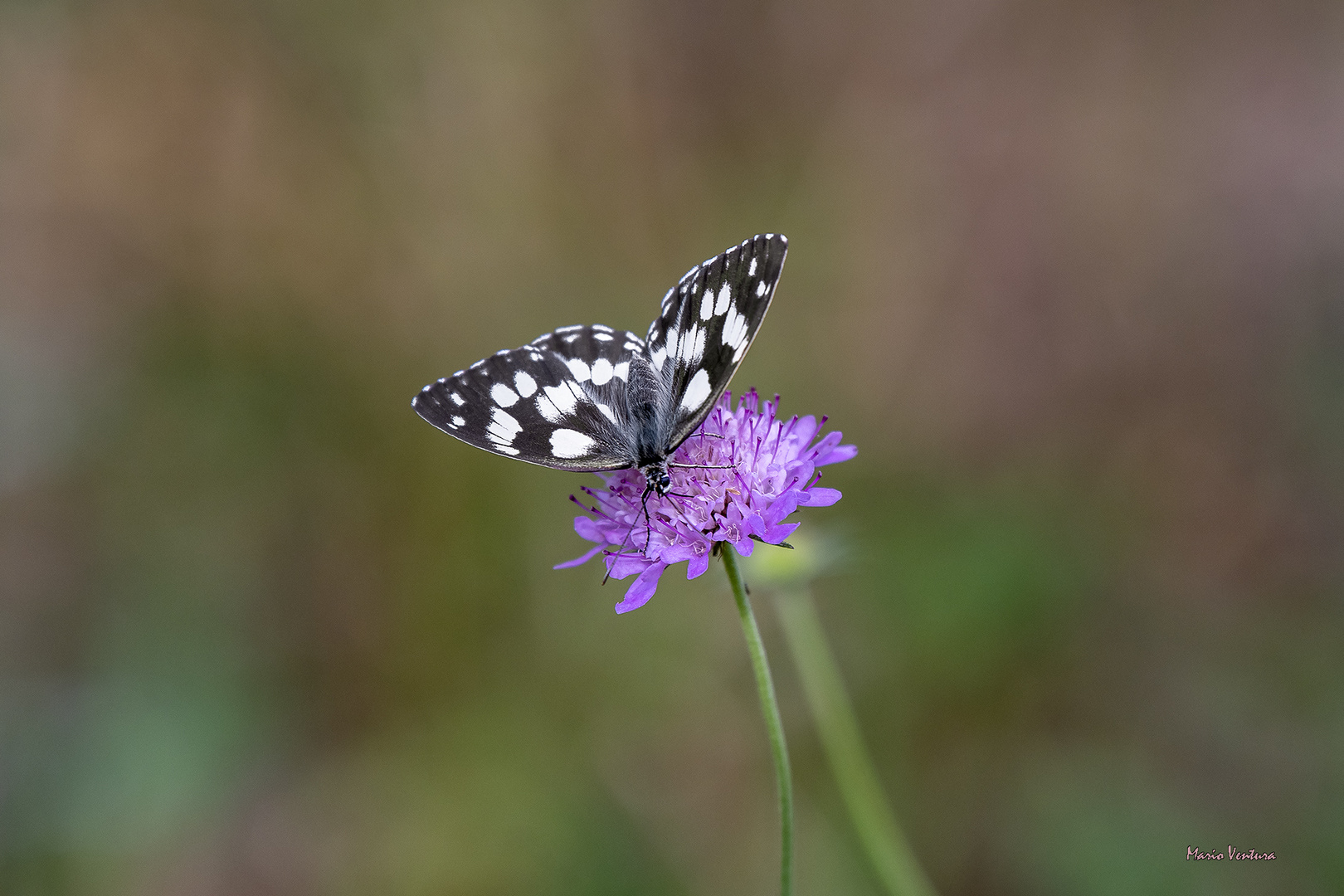 Natura