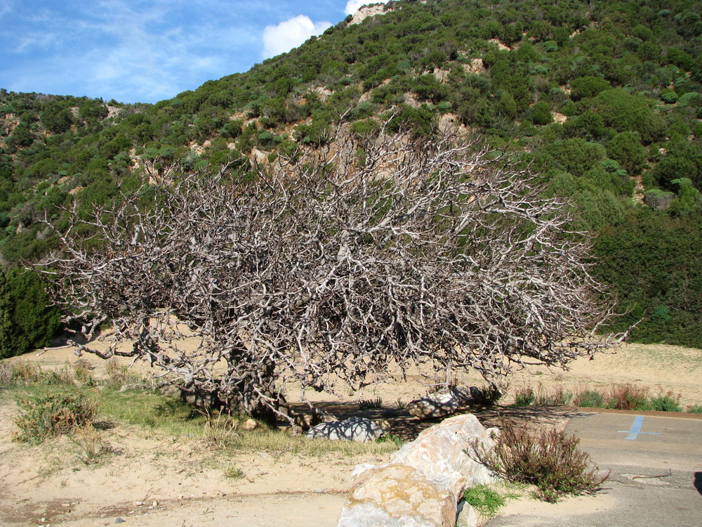 Natura (apparentemente) morta