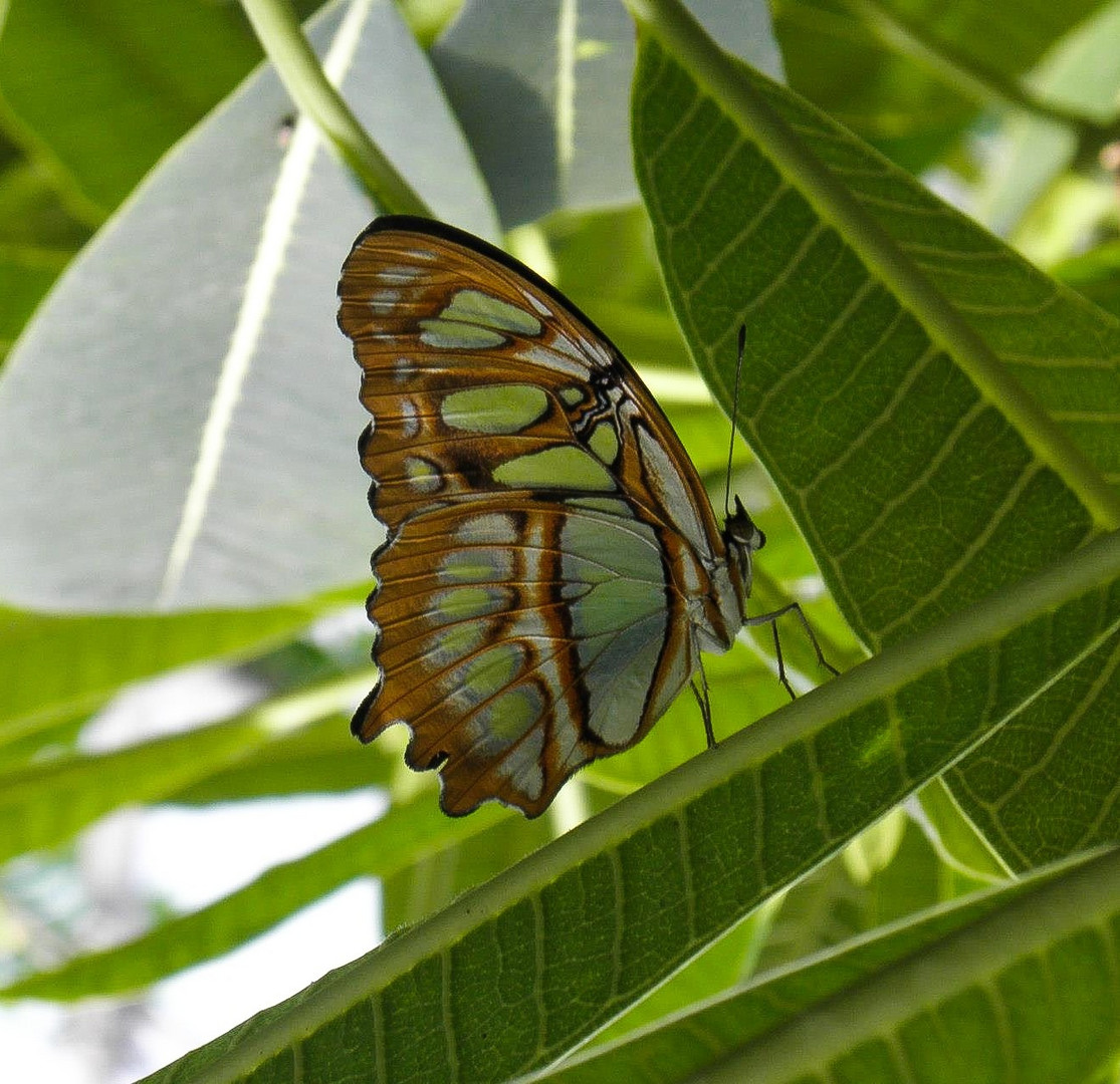 Natura Artis Magistra, Netherlands