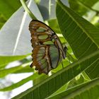 Natura Artis Magistra, Netherlands