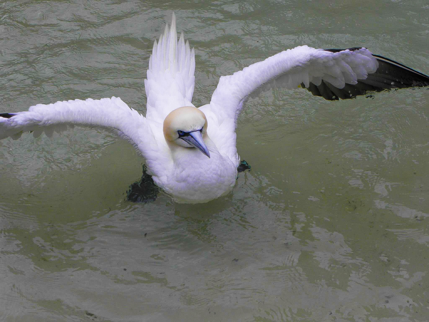 Natura Artis Magistra, Netherlands