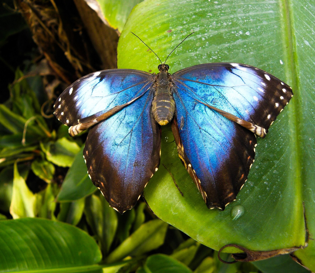 Natura Artis Magistra, Netherlands