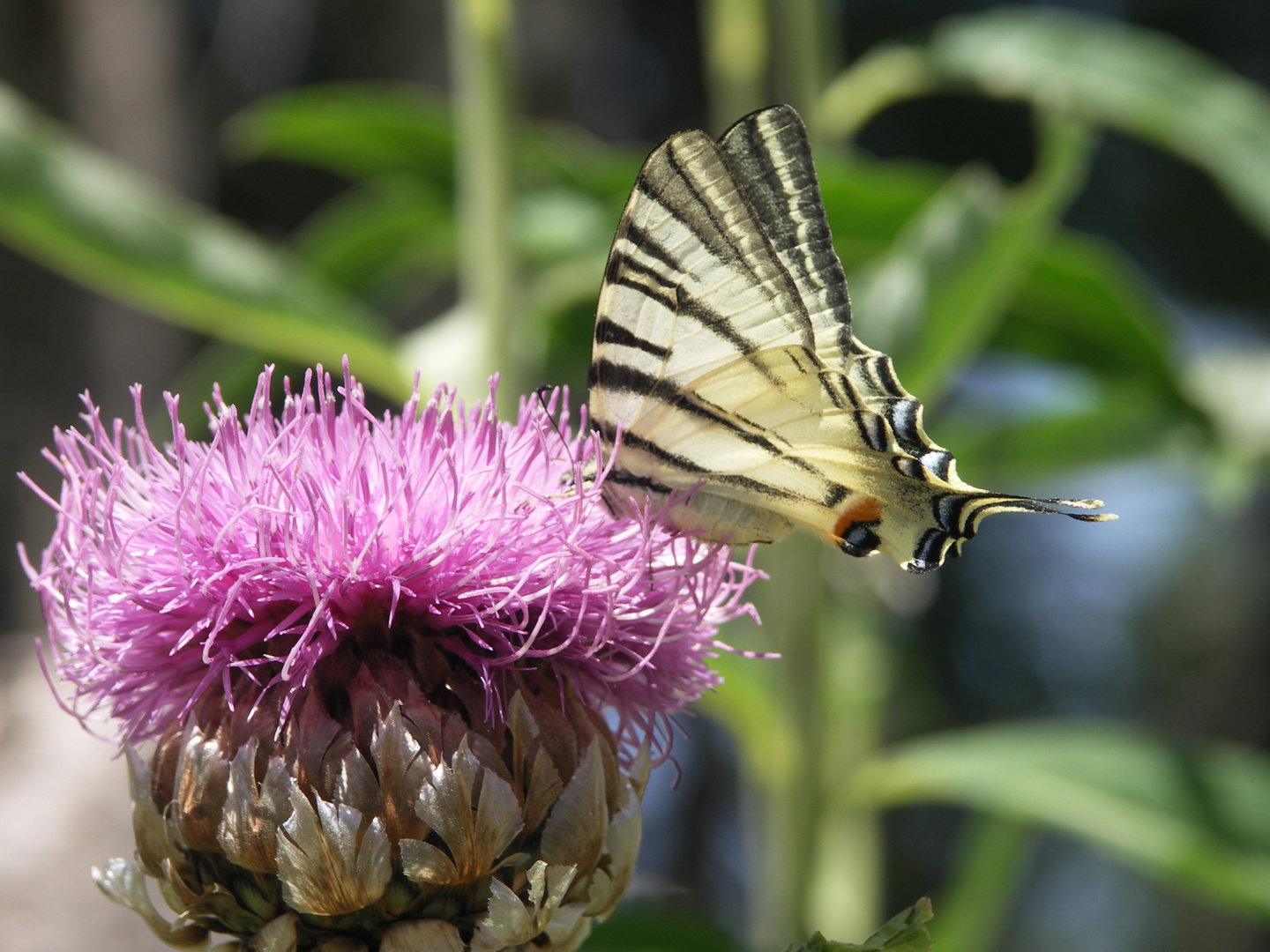 natura è