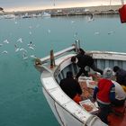 Natura e lavoro...mare e gabbiani.