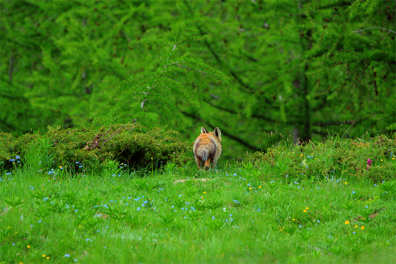 Natura fantastica; I colori dell'estate