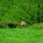 Natura fantastica; I colori dell'estate