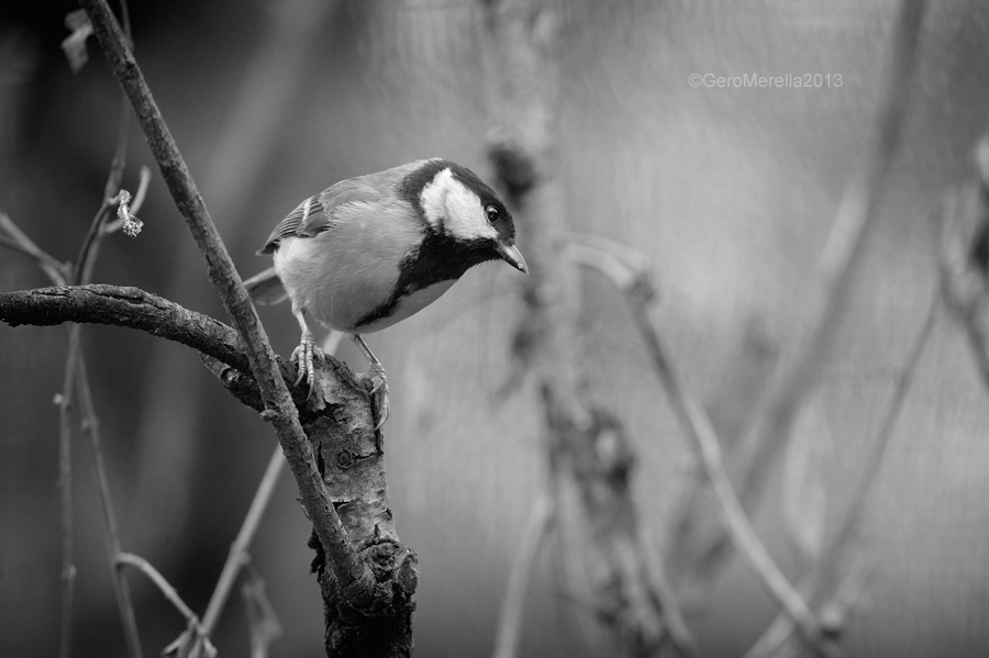 Natura in BW