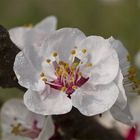 natura in fiore 2