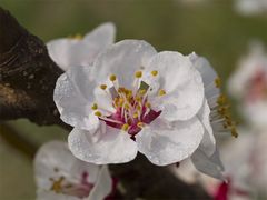 natura in fiore 2