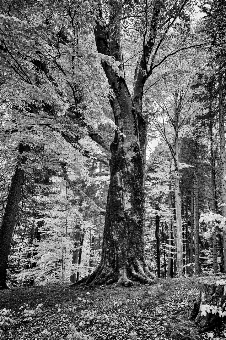 Natura, maestra d'arte