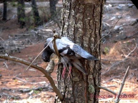 Natura morta