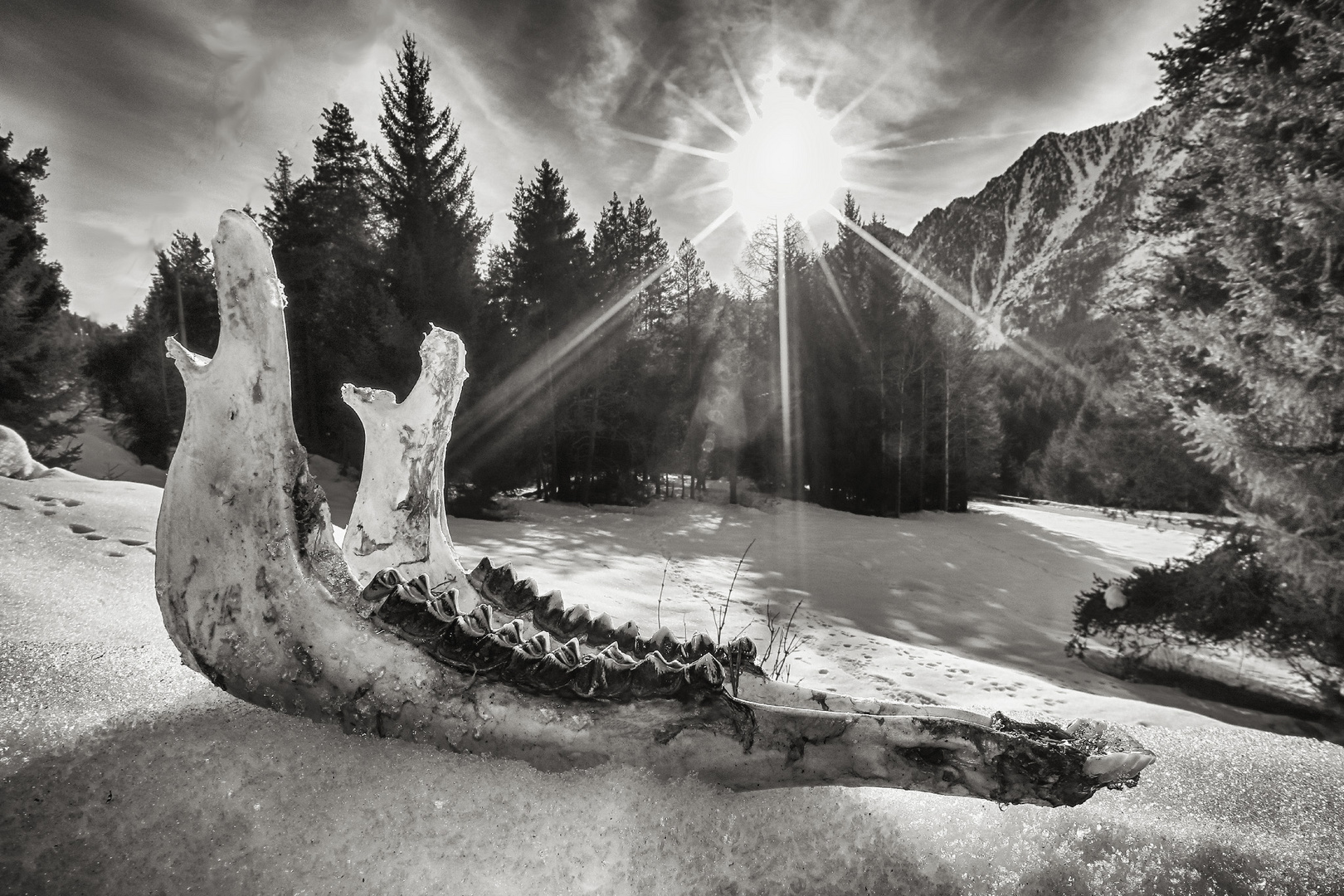 Natura morta in Val d'Ayas