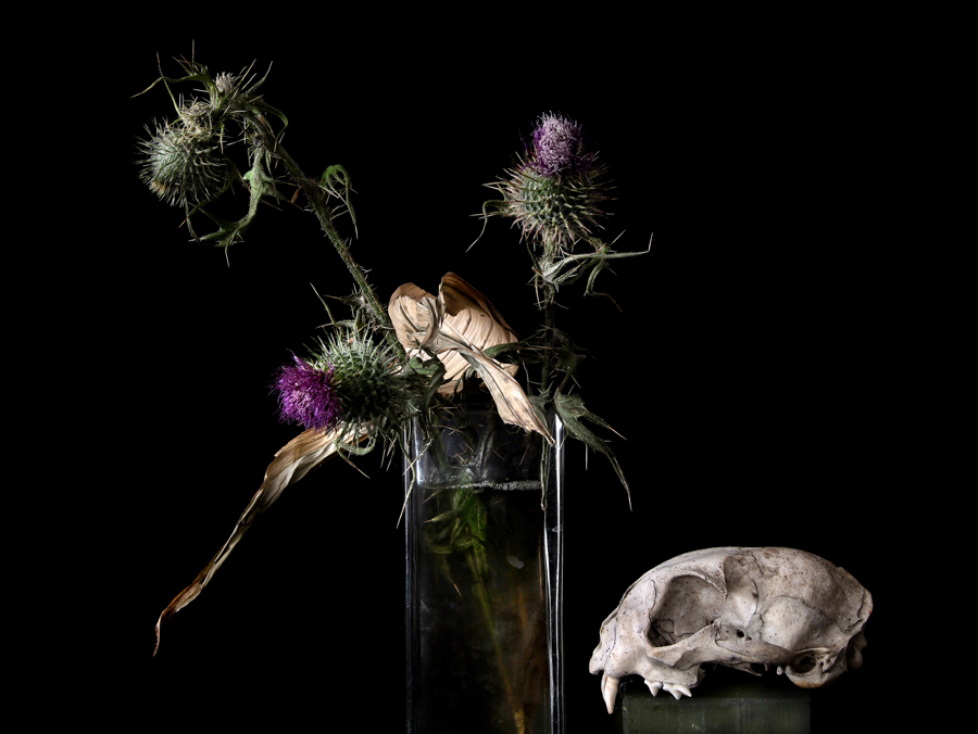 natura morte, 2020, fine art print, 50x70cm