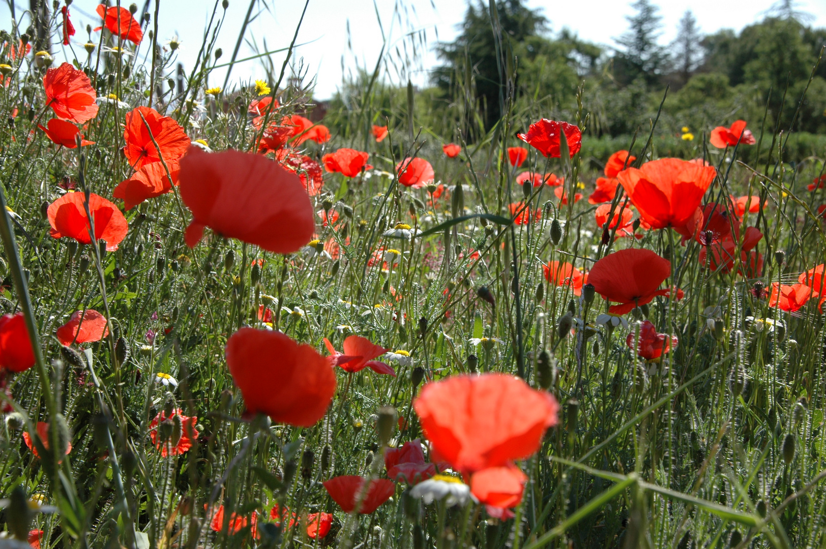 Natura ,sencillamente