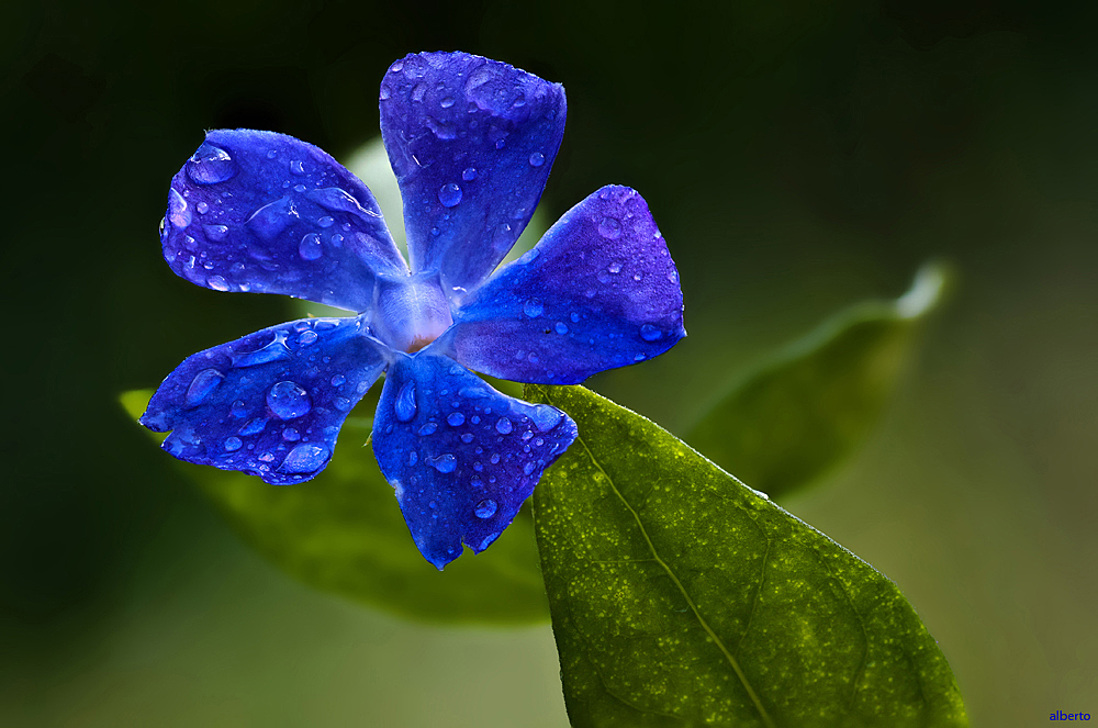 natura spontanea ( fiore ore 7 )