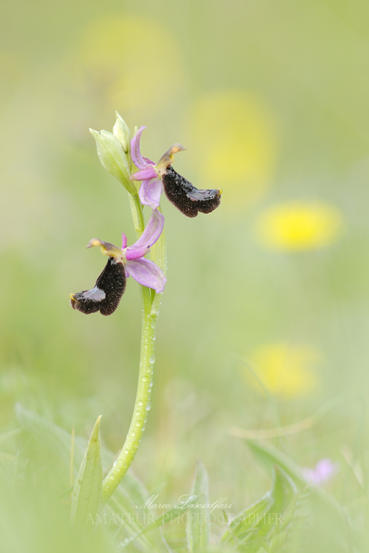 Natura spontanea II