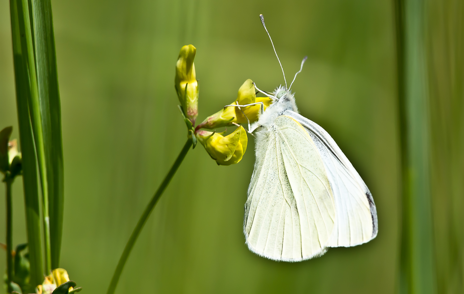 Natura Verde