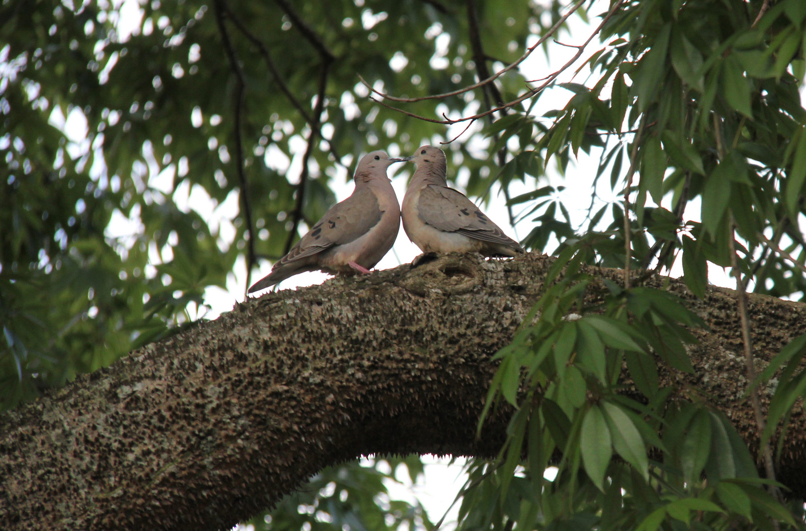 Natura vs Amor