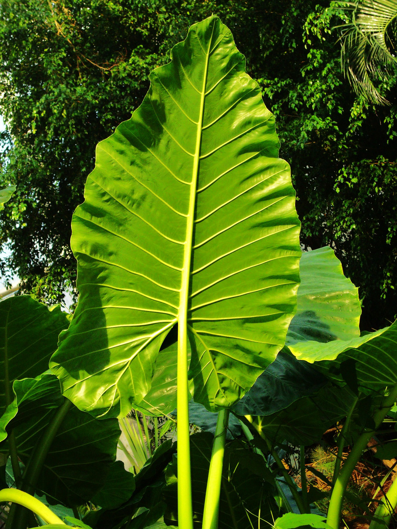 naturak umbrella