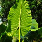 naturak umbrella