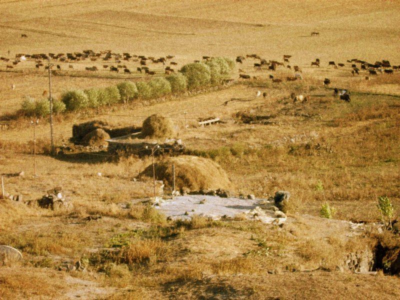 natural anatolian(turkey)