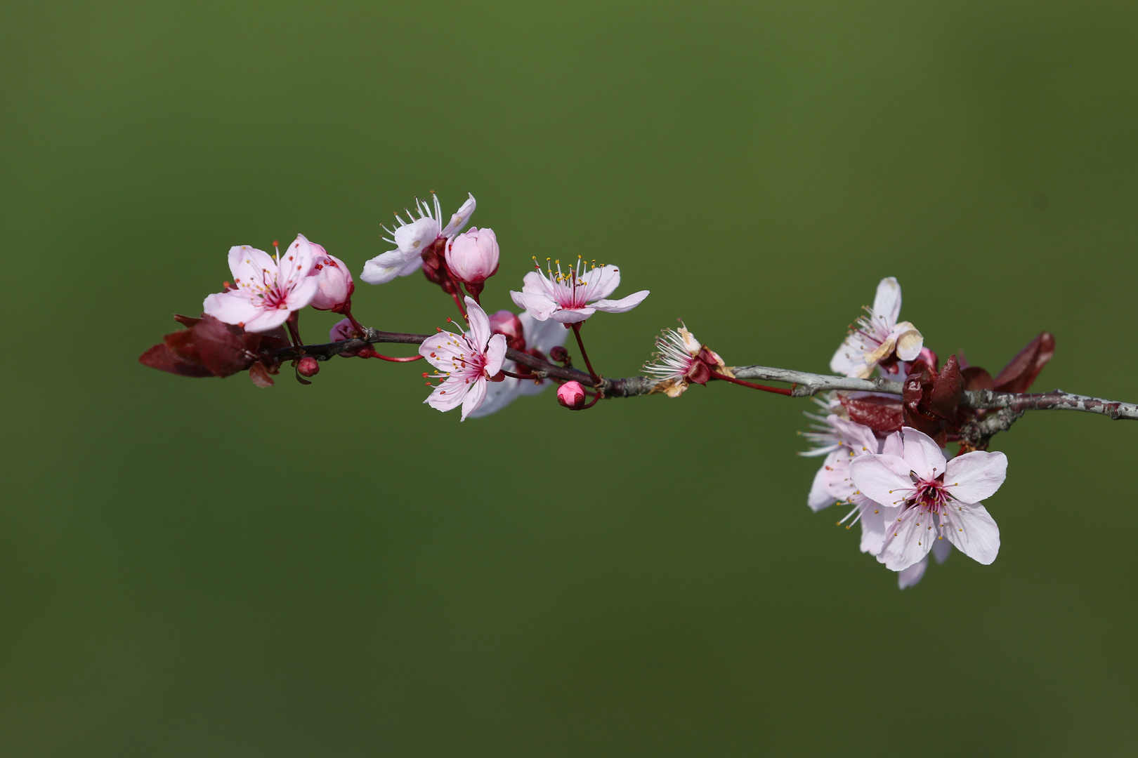 Natural Art - Cherry Blossoms