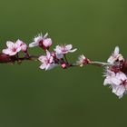 Natural Art - Cherry Blossoms