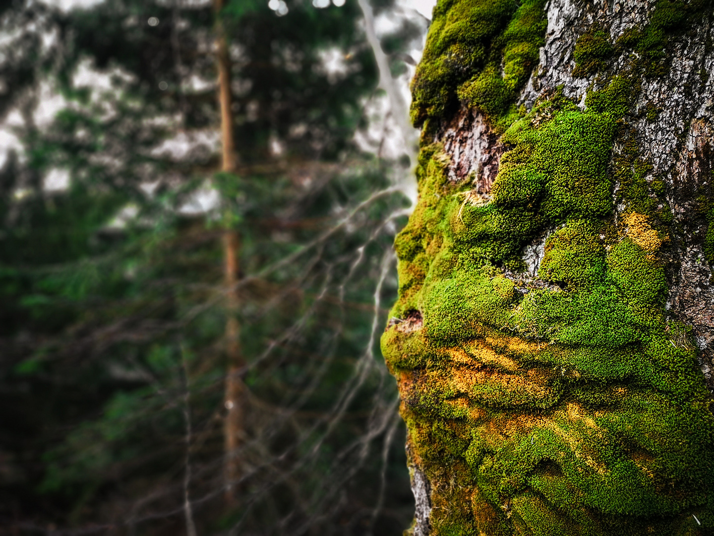 Natural Art: "Guardian of the Forrest"