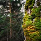 Natural Art: "Guardian of the Forrest"