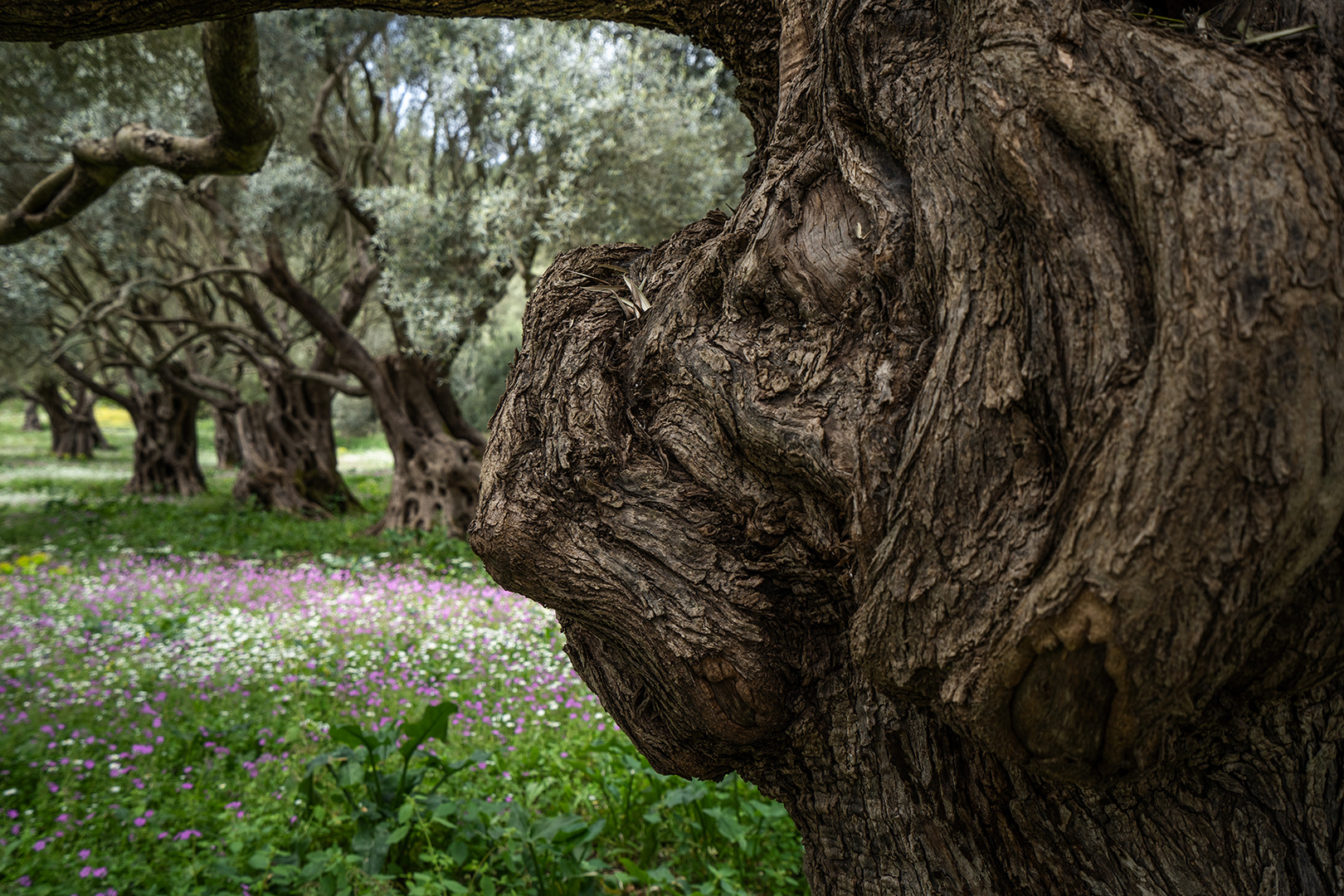 Natural Art: "Guardian of the olive grove"