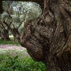 Natural Art: "Guardian of the olive grove"