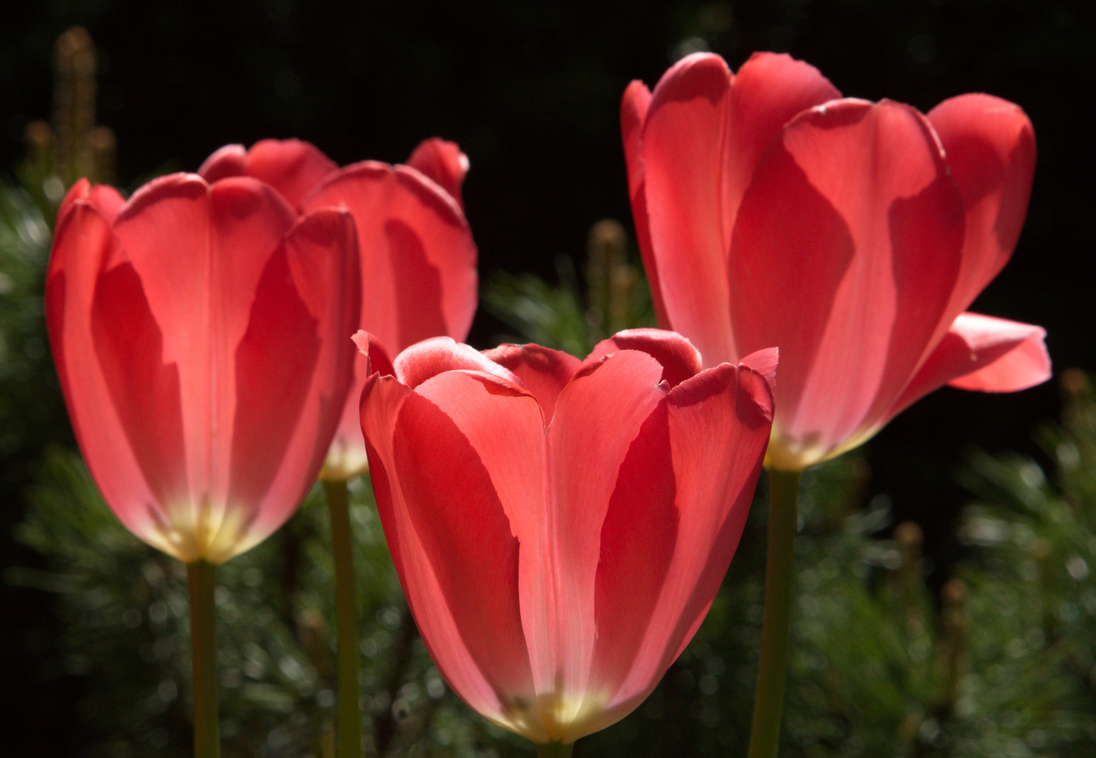 Natural Art - Red Tulips