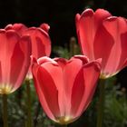 Natural Art - Red Tulips