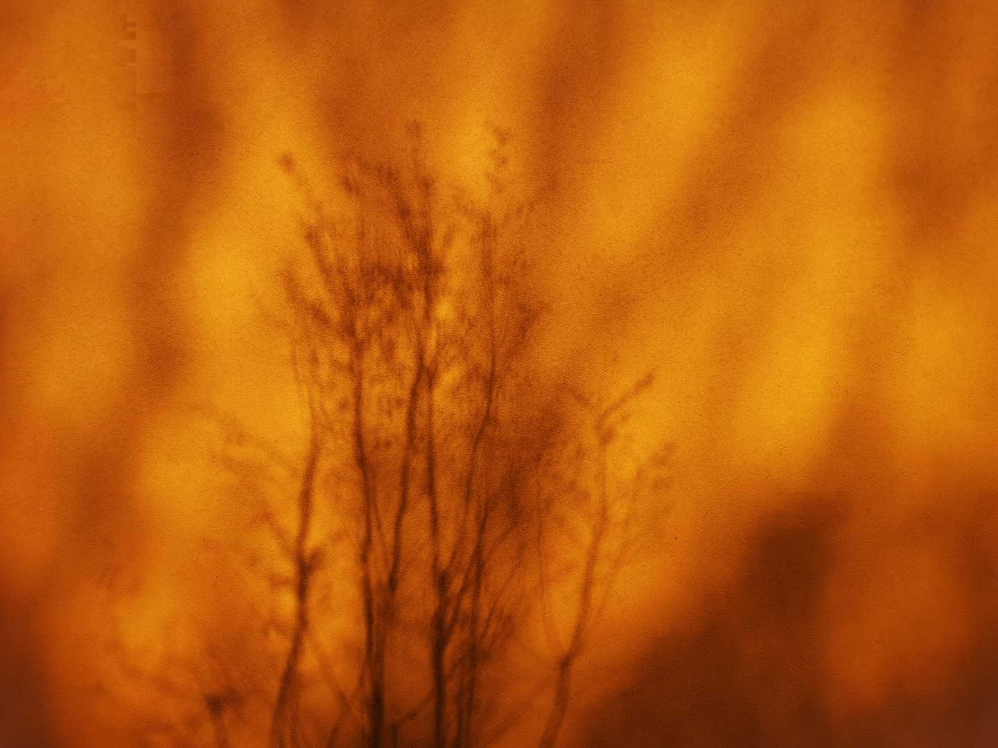 Natural Art: "Trees Are Burning"